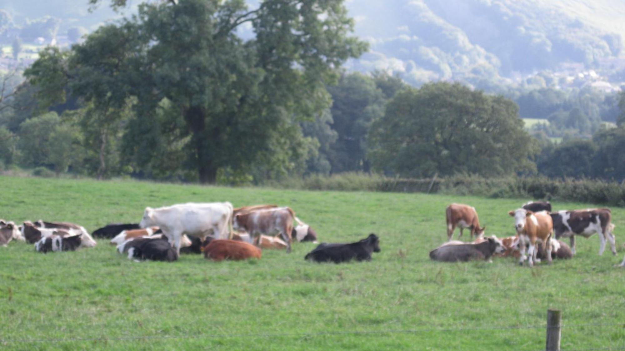 Riding House Farm Cottages Castleton  Luaran gambar